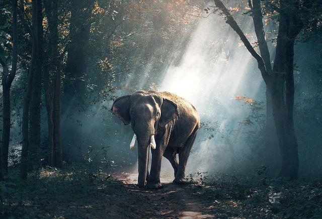 Jumanji Jungle Elefant